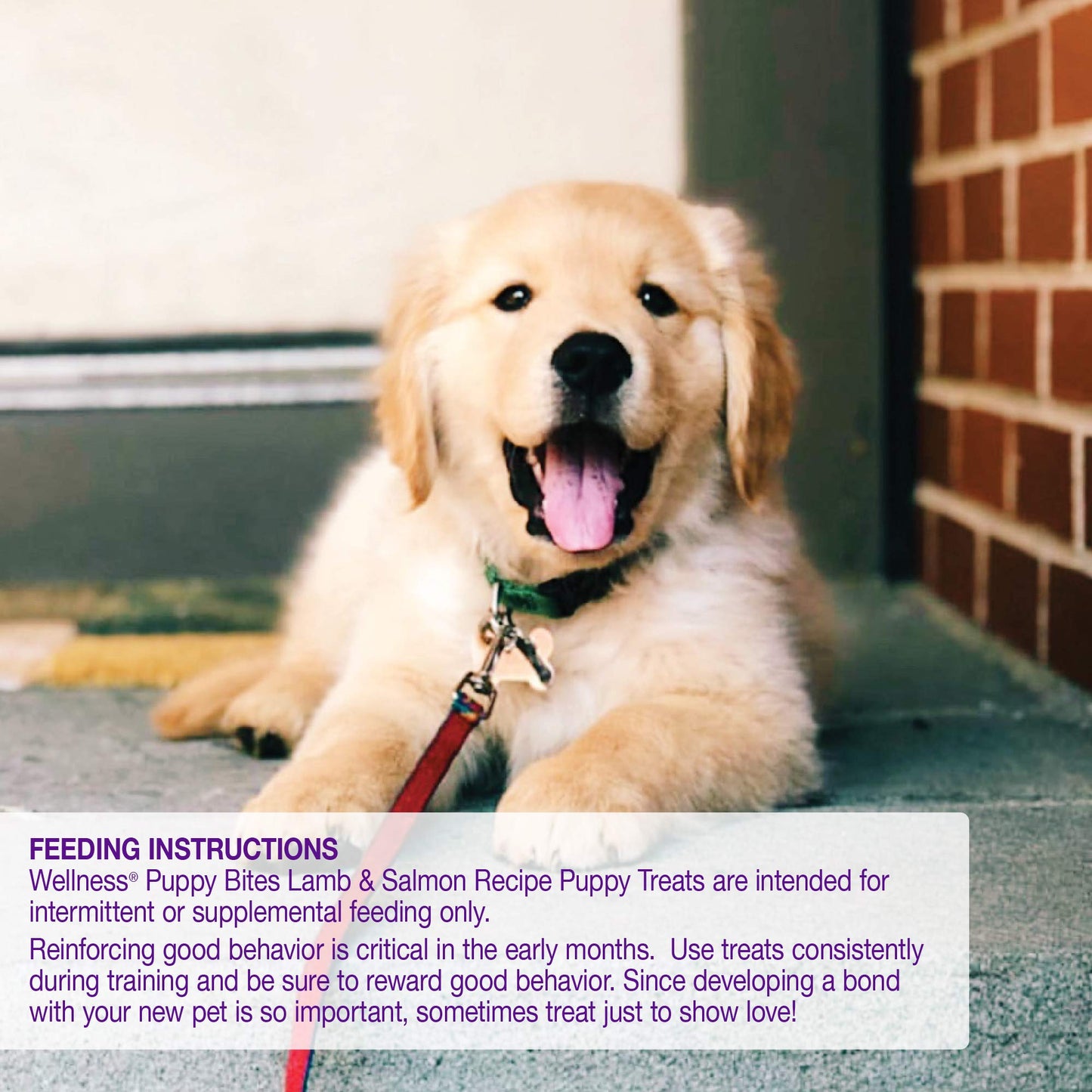Wellness Puppy Treats, Natural, Training Treat, Grain Free, Soft Lamb & Salmon (3 Ounce bag)