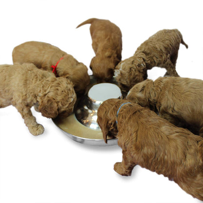 Podinor Stainless Steel Puppy Dog Bowls, Pets Puppies Feeding Food and Water Weaning Bowls Dishes Feeder