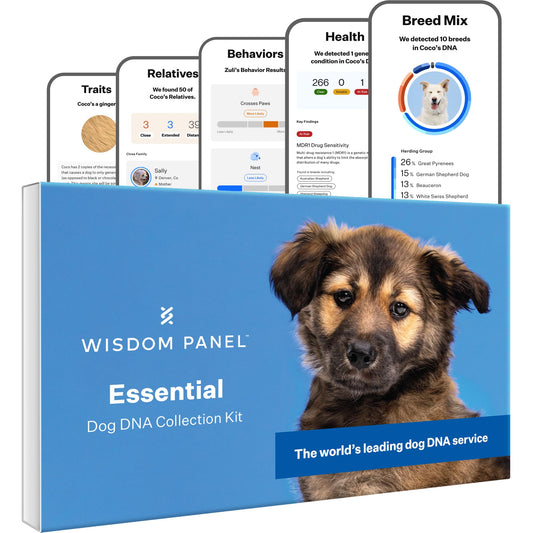 Wisdom Panel Essential Dog DNA Kit: Most Accurate Test for 365+ Breeds, 30 Genetic Health Conditions, 50+ Traits, Relatives, Ancestry - 1 Pack